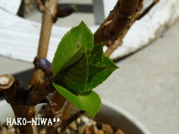 20110305e.jpg