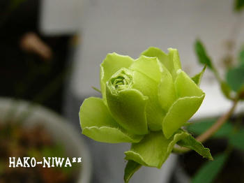 20110309.jpg