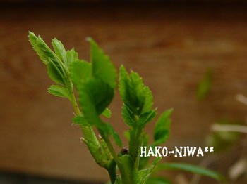 20110309a.jpg