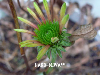 20110309b.jpg