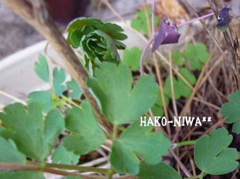 20110309c.jpg