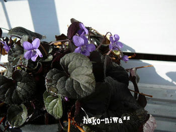 20110401a.jpg