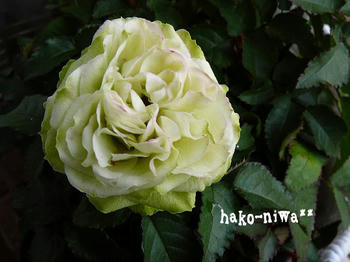 20110426a.jpg