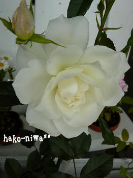 20110426b.jpg