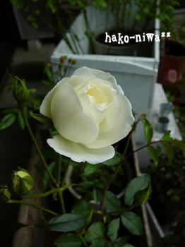 20110520b.jpg