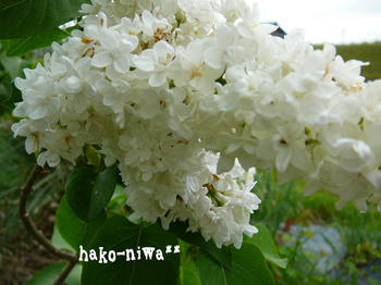 20110519a.jpg