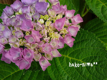 20110621g.jpg