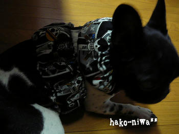 20110720c.jpg
