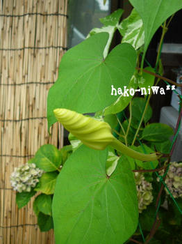 20110730b.jpg