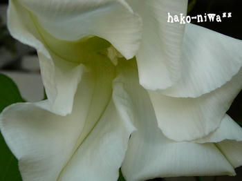 20110730d.jpg