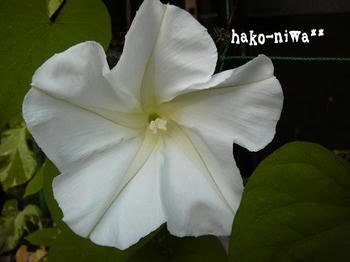 20110730e.jpg