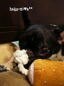 20110819b.jpg