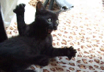 neko.gif