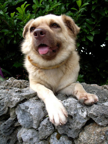 dog