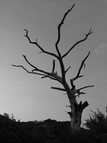 dead tree