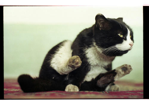 yoga cat