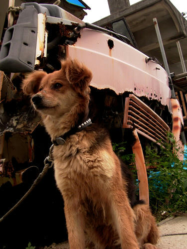 dog