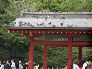 tsuru3.JPG