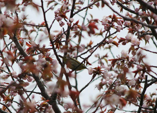 2013-5-18meziro-1.jpg