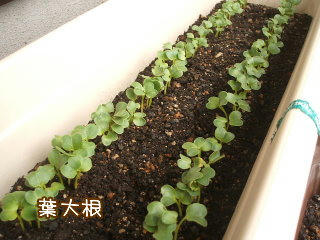 08092503.DSCF0062.jpg