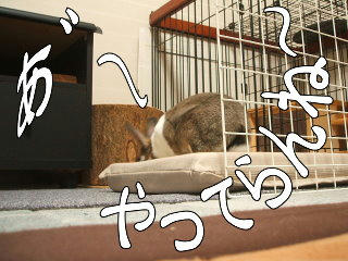 08101115.DSCF0089.jpg