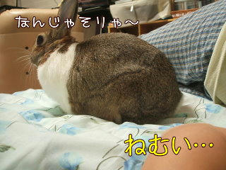 08101117.DSCF0110.jpg