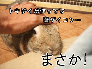 08101614.DSCF0013.jpg
