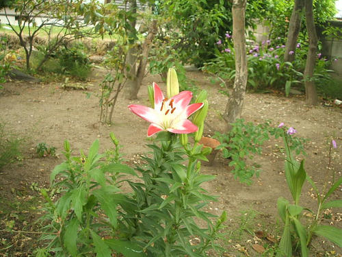 09052404.DSCF0037.JPG