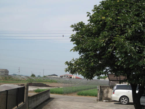 hato1.jpg