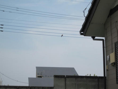 hato2.jpg