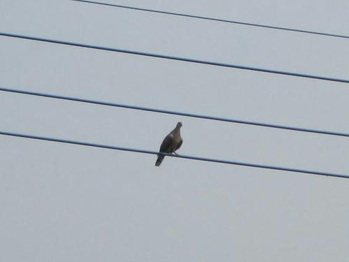 hato4.jpg