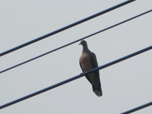 hato5.jpg
