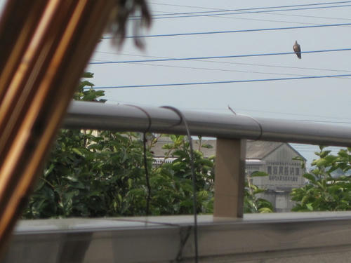 hato6.jpg