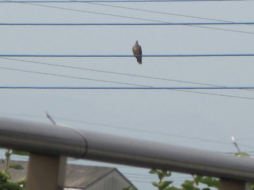 hato7.jpg