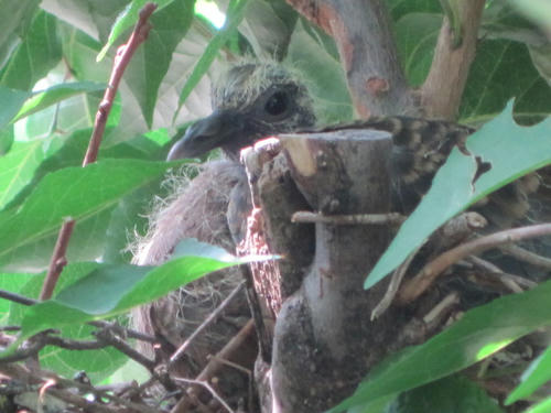 hato8.jpg