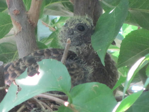 hato9.jpg