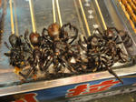 DSC02870_R.JPG