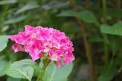 うちの紫陽花
