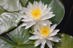 蓮の花