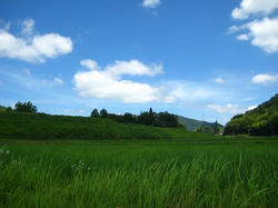 7月19日の田んぼ