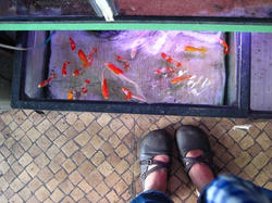 上新庄の金魚屋さん