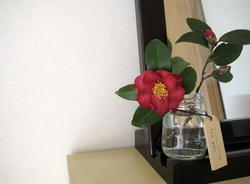 山茶花
