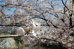 桜満開