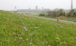 淀川