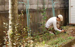 トマト苗定植中