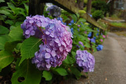 近所の紫陽花寺にて