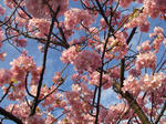 げにうつくしき河津の桜