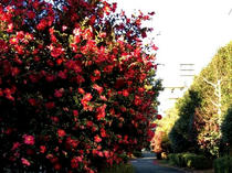 山茶花の咲く遊歩道
