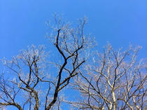 青空と冬木立