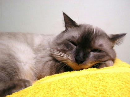 pon00022.jpg